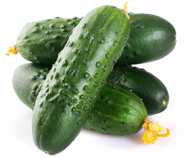 cucumber export, cucumber exporter, cucumber producer, экспорт огурцов, экспортер огурцов, производитель огурцов, огурец оптом