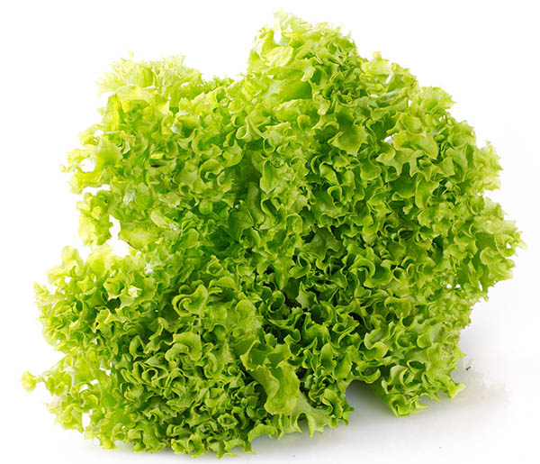 lettuce export, lettuce exporter, lettuce producer, экспорт салата, экспортер салата, производитель салата